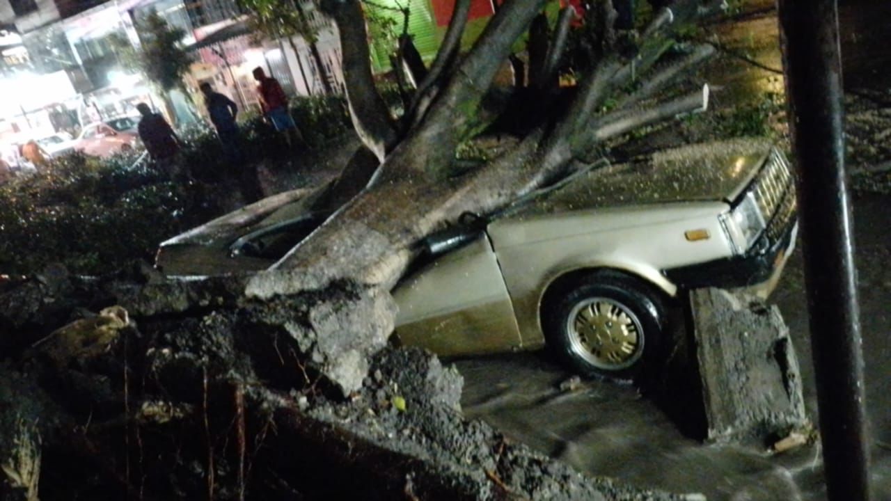 De milagro se salvaron los tripulantes de un auto aplastado por árbol