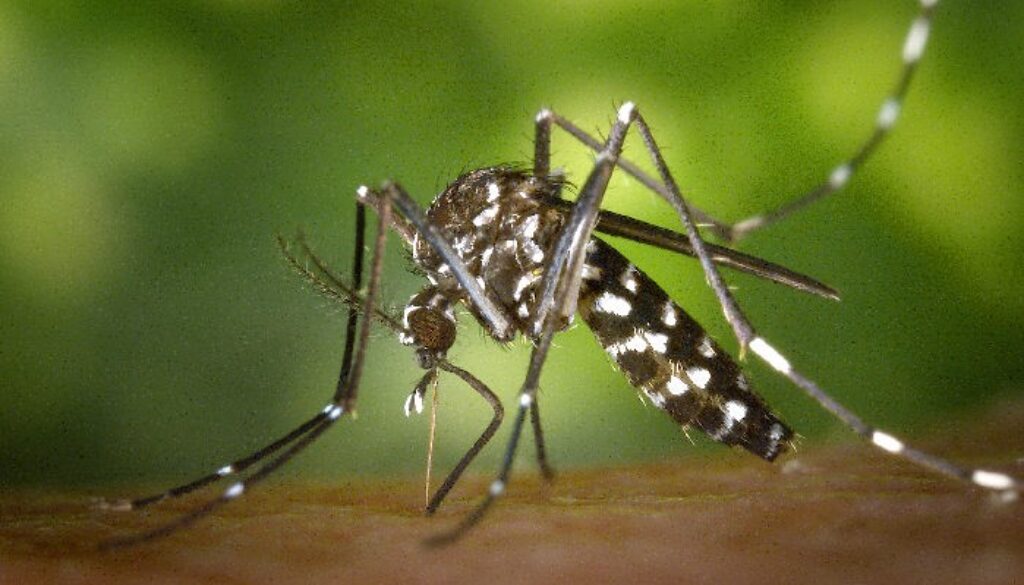 Ae-albopictus-mosquito