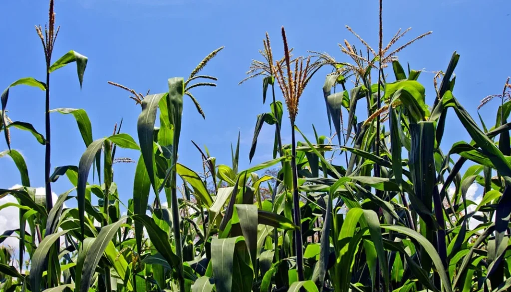 foto-13-campos-de-cultivo-maiz-Mixquic