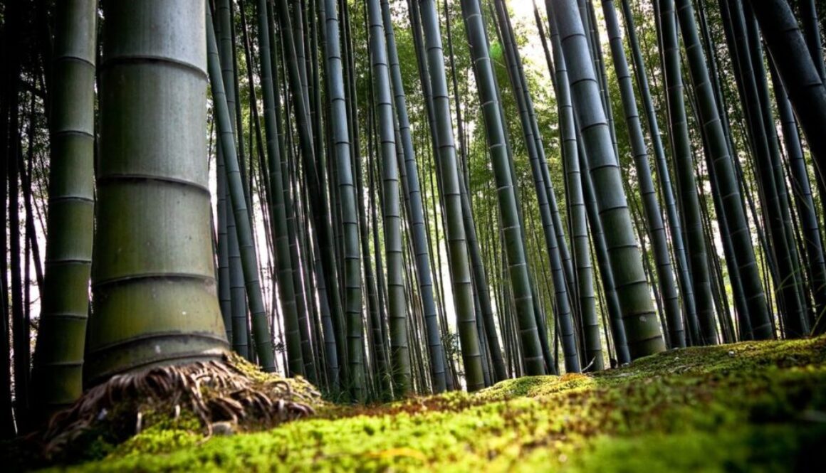 BOSQUE-DE-BAMBU-6