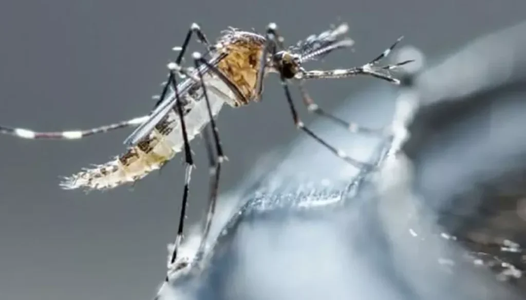 mosquito-dengue_0.jpg