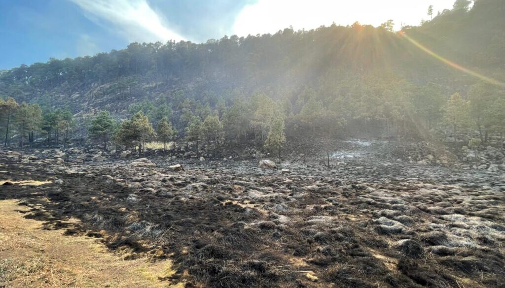 Atienden incendios en varios municipios los combatientes forestales de instituciones federales y estatales