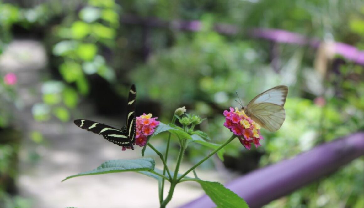 WhatsApp Image 2024-05-20 at 3.51.42 PM