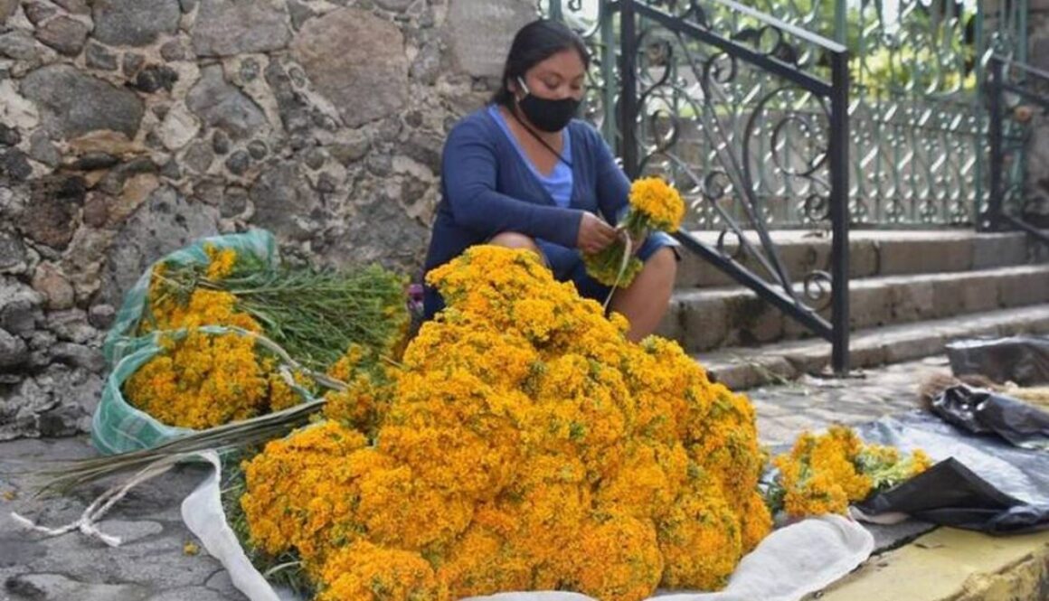 flor de Pericon