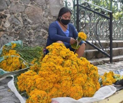 flor de Pericon