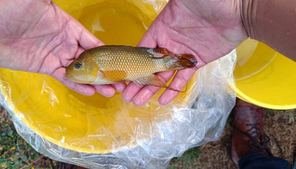 3Macho reproductor de mojarra criolla. Crédito Topiltzin Contreras-MacBeath