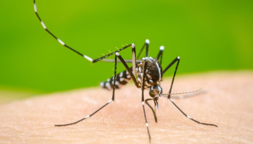 Dengue_share