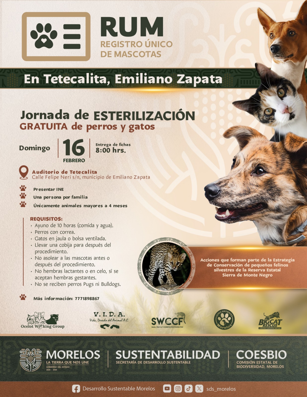 Llega programa de Registro Único de Mascotas a Tetecalita con jornada gratuita de esterilización 