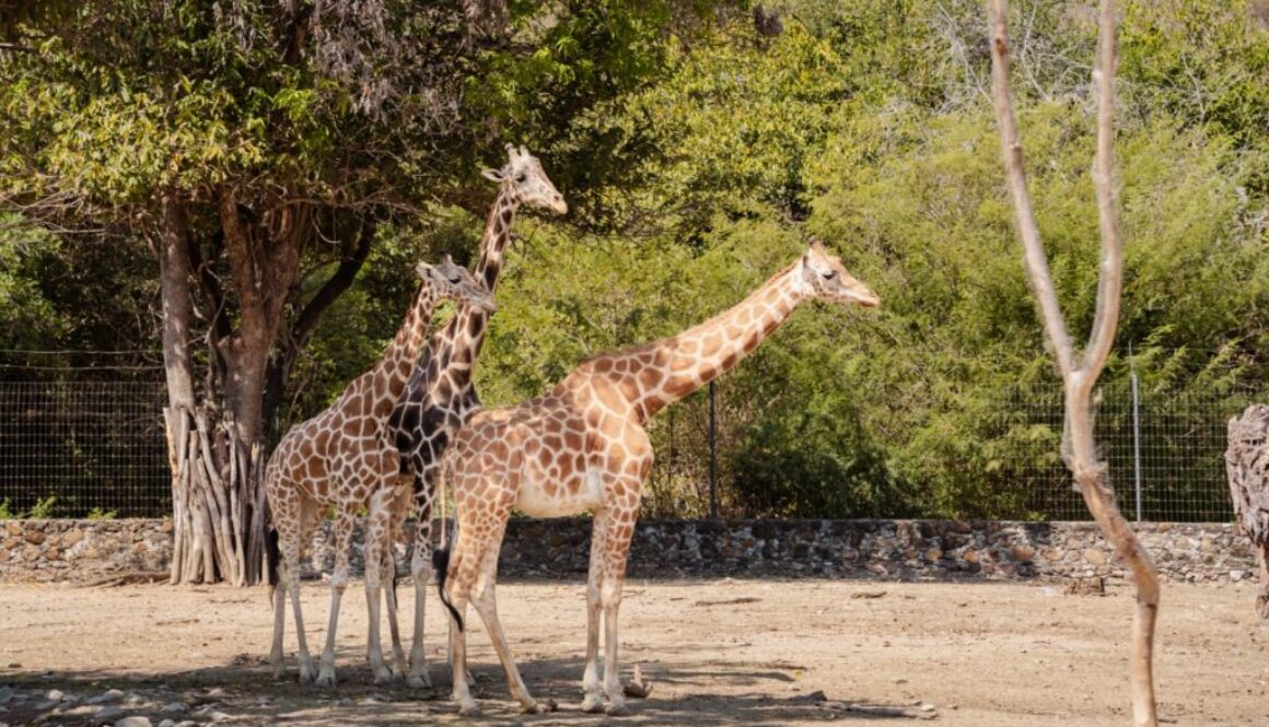 Imagen de WhatsApp 2025-02-16 a las 13.05.09_986d8ea1