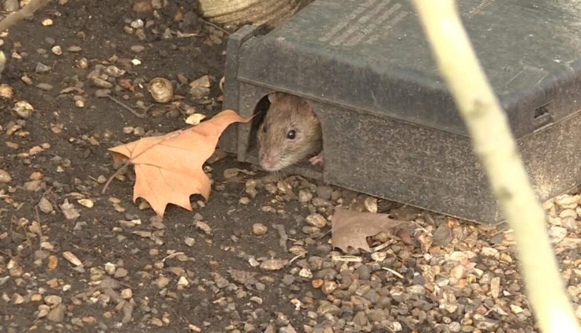 cnne-958653-ratas-infestan-londres