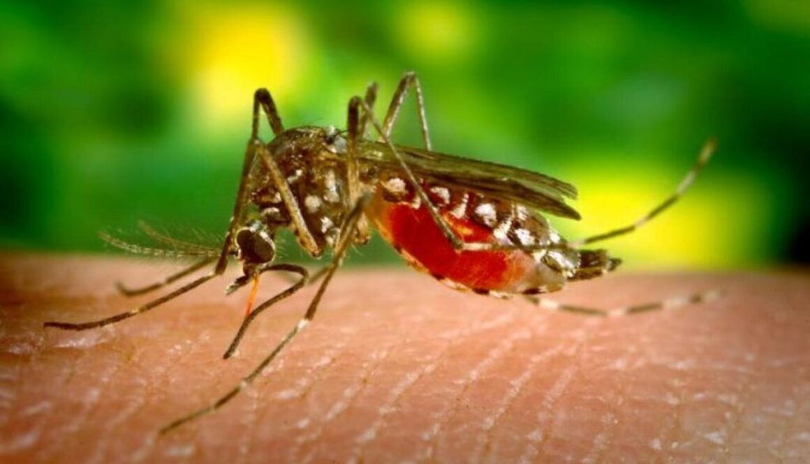 Anopheles