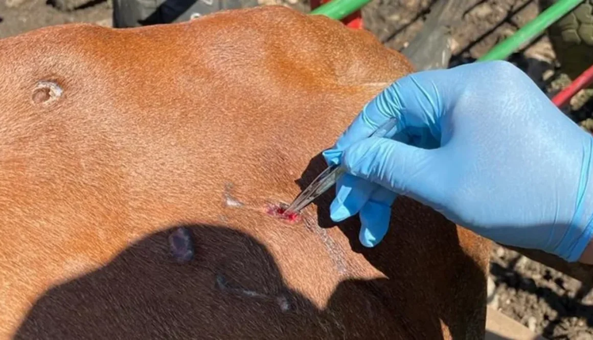 gusano-barrenador-de-ganado_1200x675