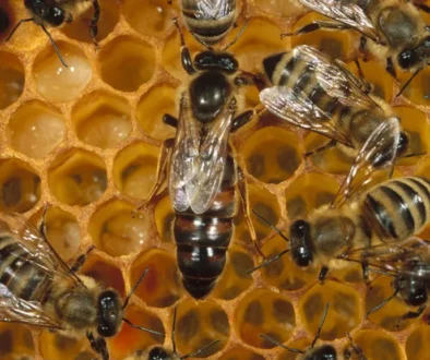 03-bee-breeding-nationalgeographic_1240236