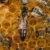 03-bee-breeding-nationalgeographic_1240236