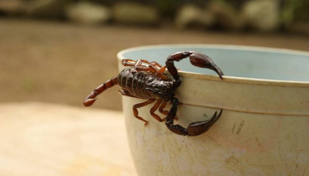 En-Mexico-existen-cerca-de-289-especies-diferente-de-alacranes-_-Credito_-Pixabay-1160x700