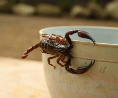 En-Mexico-existen-cerca-de-289-especies-diferente-de-alacranes-_-Credito_-Pixabay-1160x700