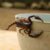 En-Mexico-existen-cerca-de-289-especies-diferente-de-alacranes-_-Credito_-Pixabay-1160x700