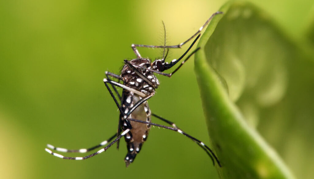 que-es-el-dengue