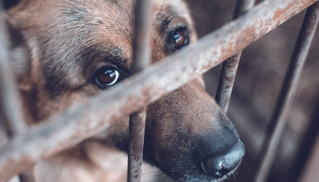 maltrato_animal