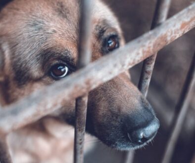maltrato_animal