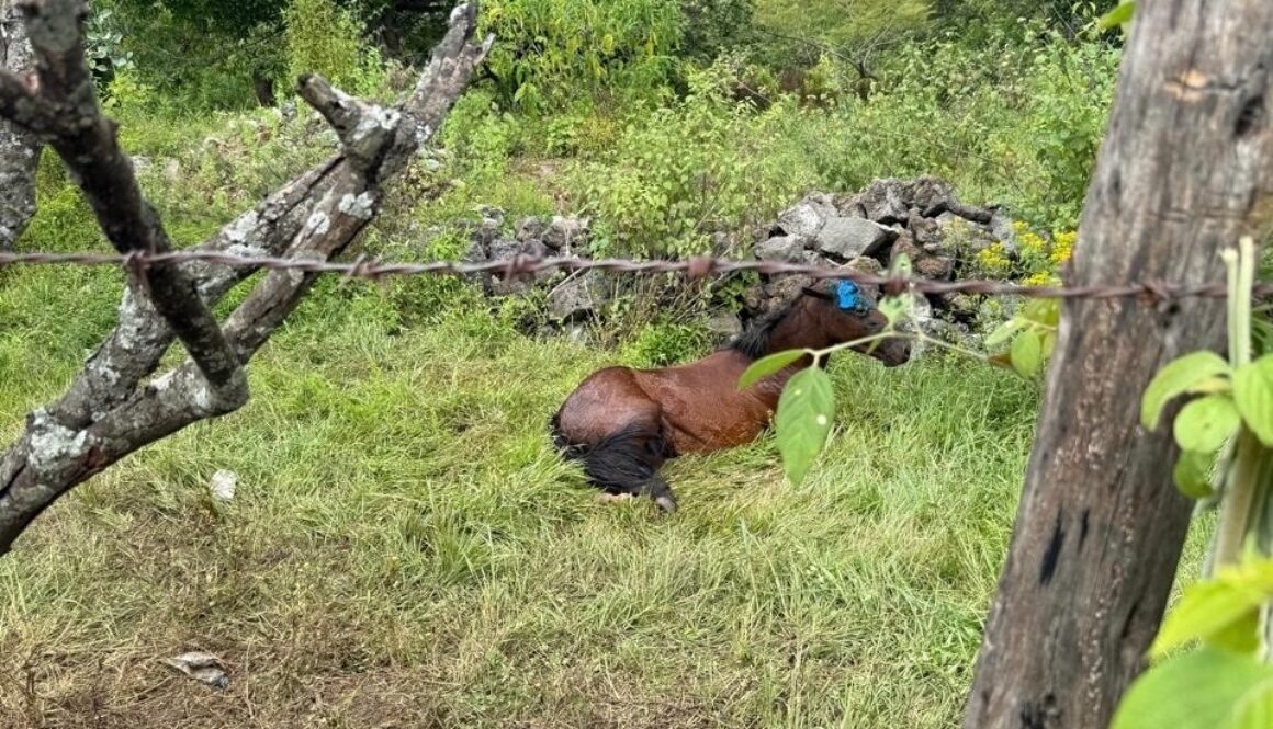 ff4dfdc6-426d-4e37-83b6-c8c132fb3342