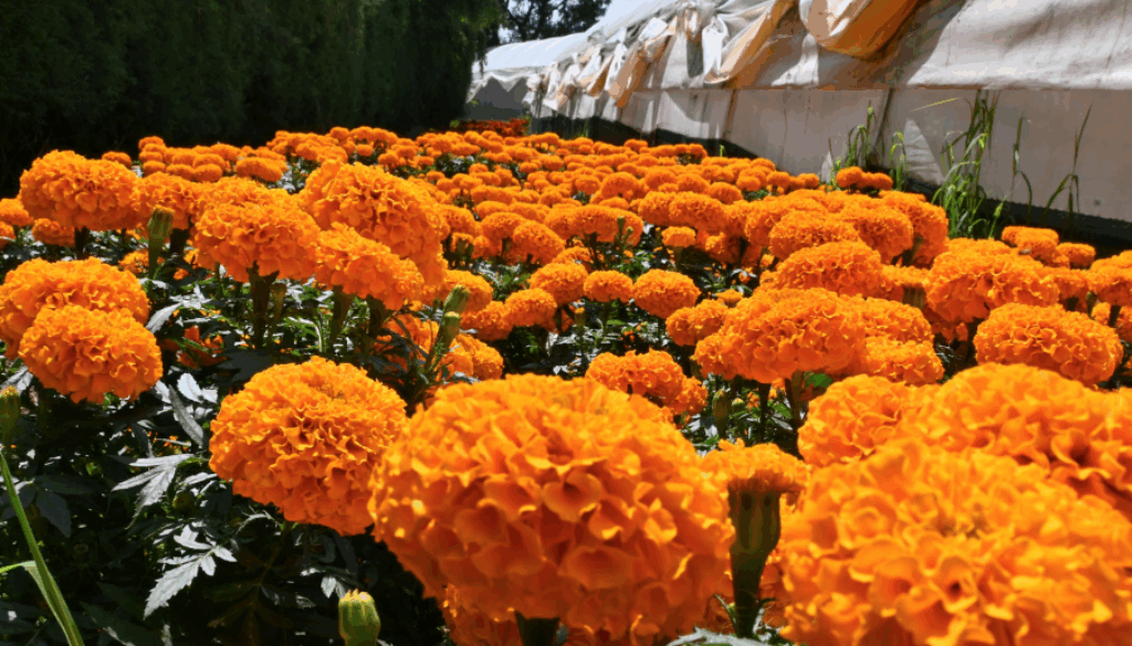 floresFCA2