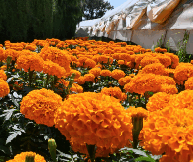 floresFCA2