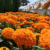 floresFCA2