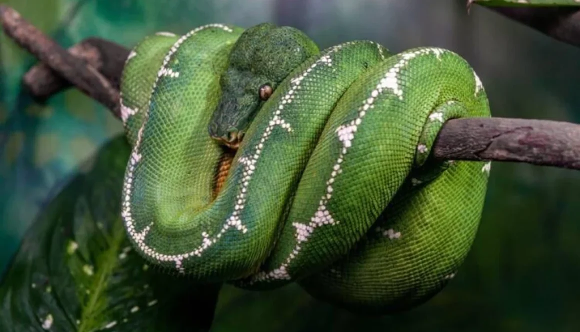 interna-cobrapapagaio-51591c27aa5cb1cb