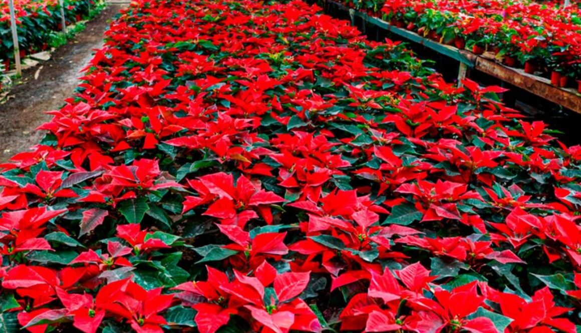 Imagen de WhatsApp 2025-11-10 a las 11.25.19_1982b670