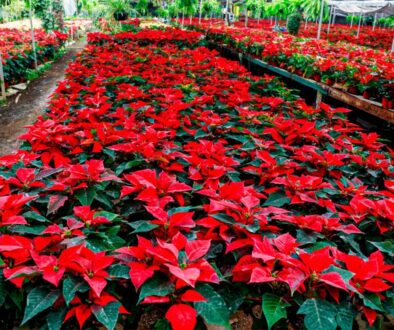 Imagen de WhatsApp 2025-11-10 a las 11.25.19_1982b670