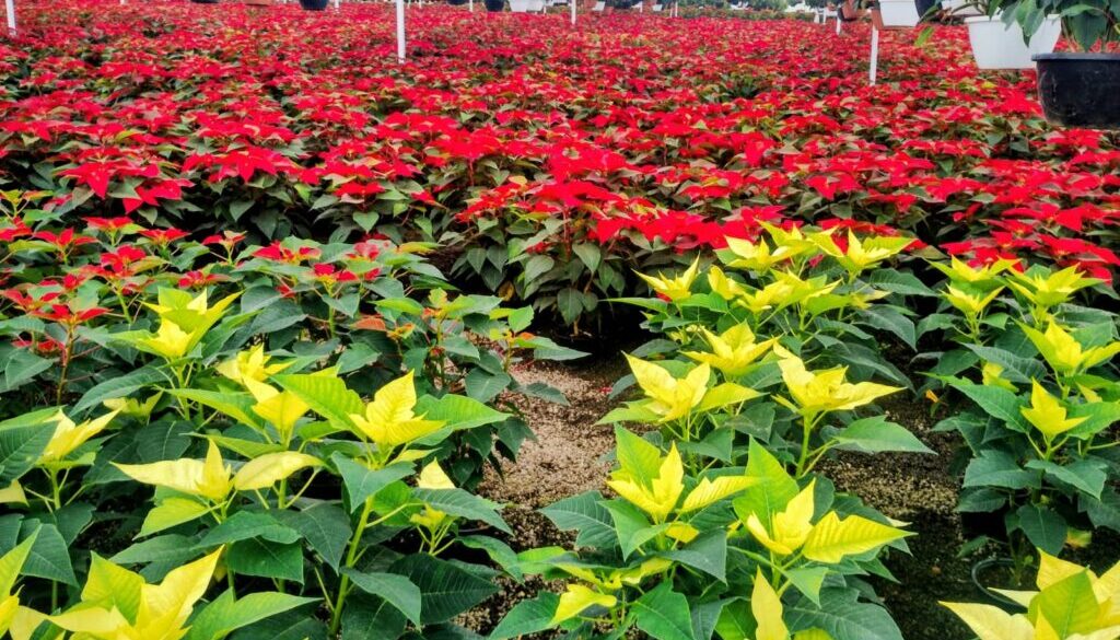 Imagen de WhatsApp 2025-11-17 a las 09.45.14_1279d4ec