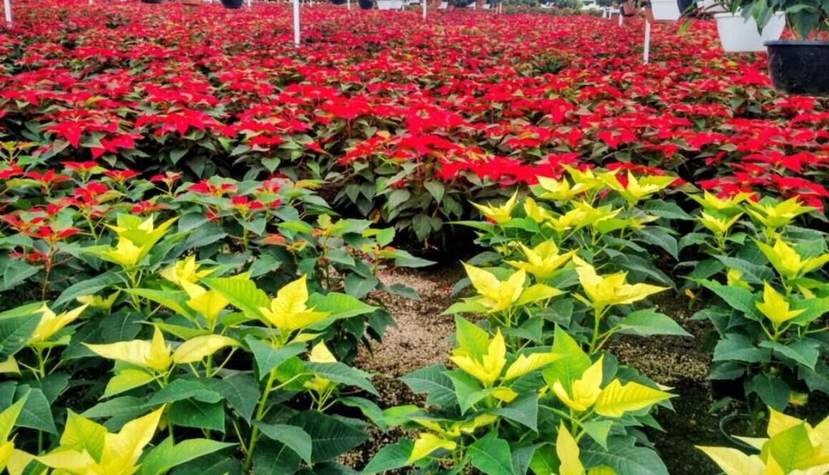 Imagen de WhatsApp 2025-11-17 a las 09.45.14_1279d4ec