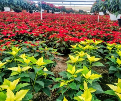 Imagen de WhatsApp 2025-11-17 a las 09.45.14_1279d4ec